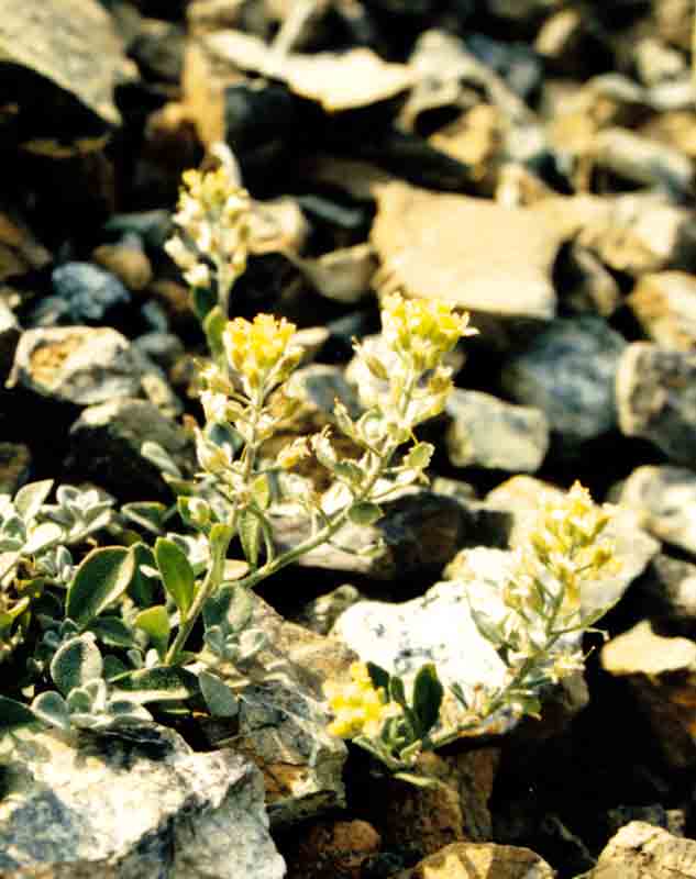 Alyssum euboeum