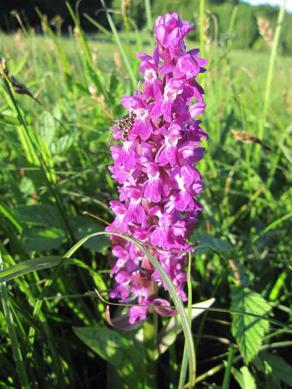 Breitblttriges Knabenkraut (Dactylorhiza majalis)
