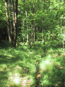 bachbegleitender Schwarzerlen-Auenwald