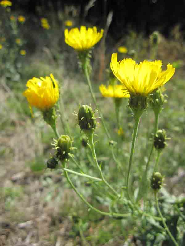 Doldiges Habichtskraut (Hiearcium umbellatum)