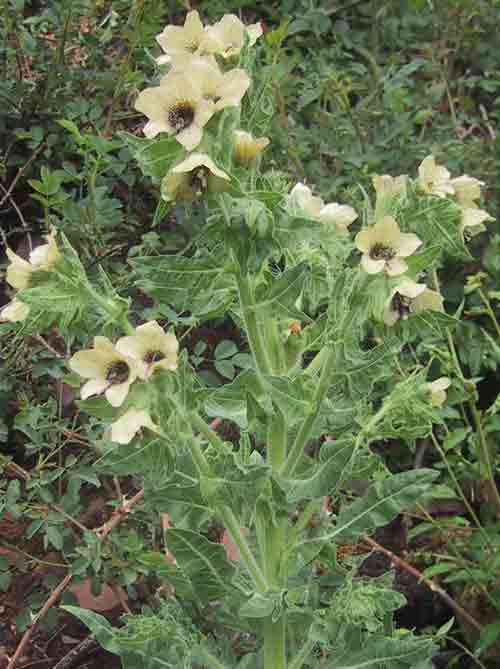 Schwarzes Bilsenkraut (Hyoscyamus niger)