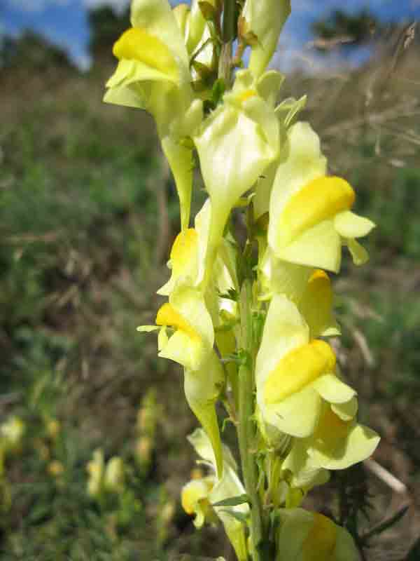 Gewöhnliches Leinkraut (Linaria vulgaris)