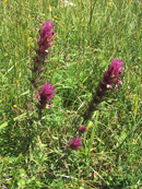 Acker-Wachtelweizen (Melampyrum arvense)