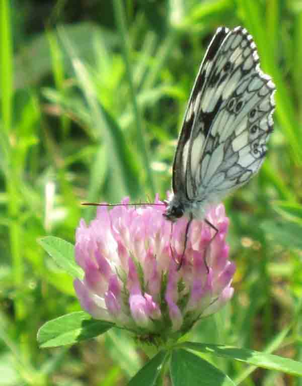 Schachbrettfalter (Melanargia galathea)