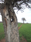 Obstbaum in der Ackerlandschaft