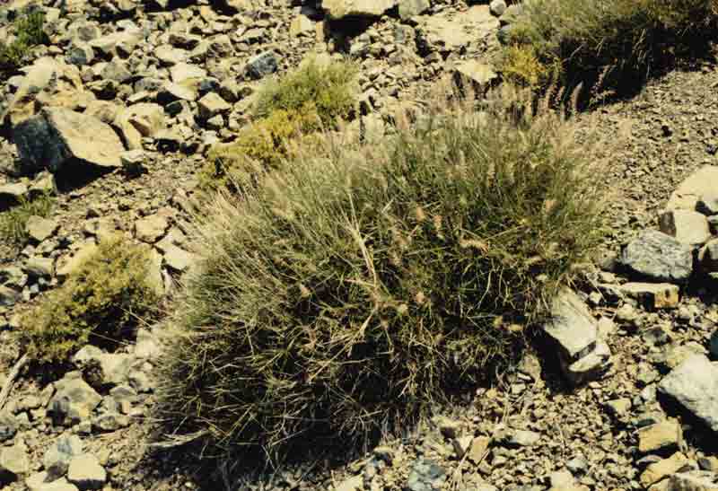 Pennisetum orientale: Horst