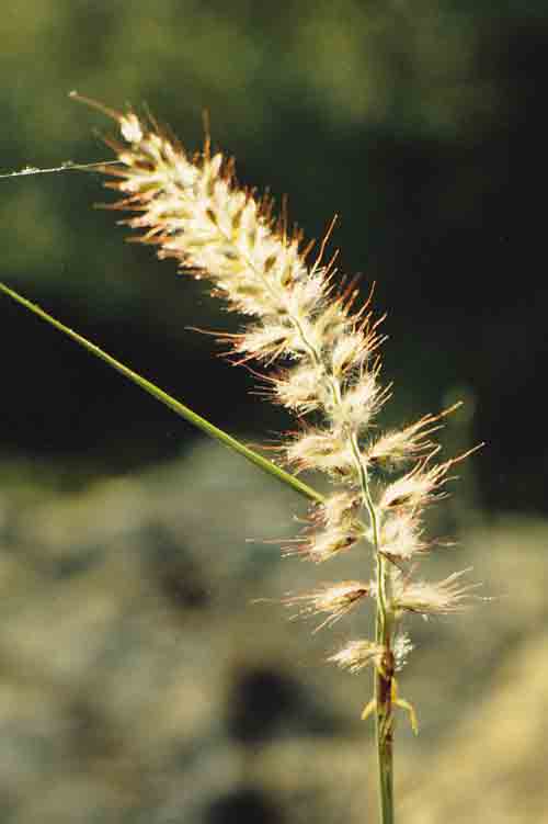 Pennisetum orientale: Rispe