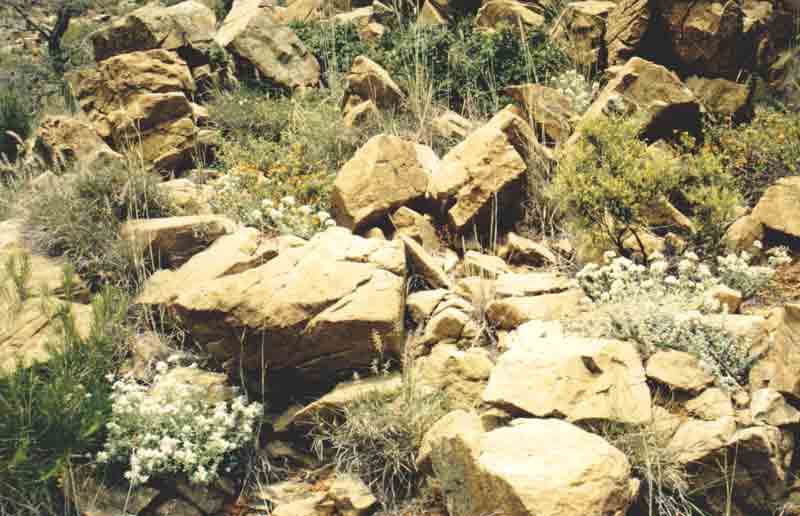 Pennisetum orientale: Standort