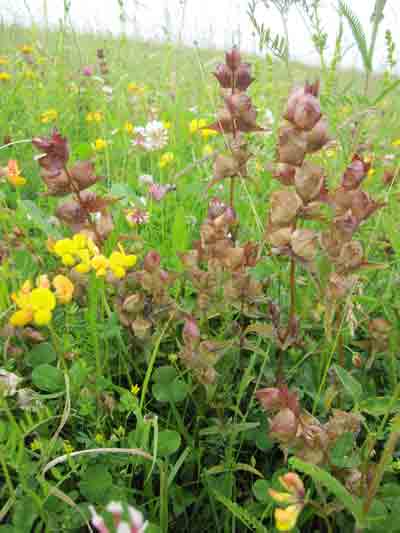 Kleiner Klappertopf (Rhinanthus minor)