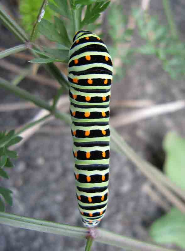 Schwalbenschwanz-Raupe